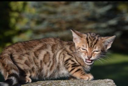 Bengalkitten Abgabe ab sofort