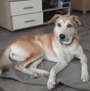 Mia sucht ein Zuhause