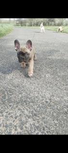 Französische bulldogge welpen