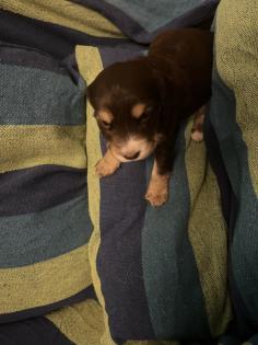 Beagle Cocker Spaniel Welpen