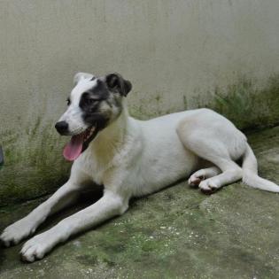 Zola / Status sucht ein Zuhause