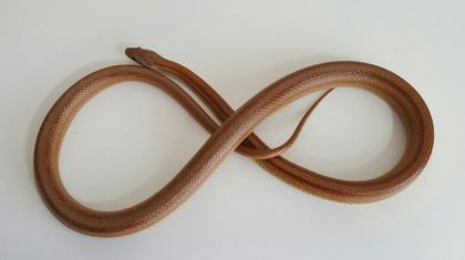 Kornnatter, striped, männlich, 9, 5 Jahre alt, optional mit Terrarium und Zubehör