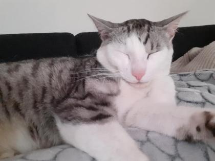 Liebevoller Kater Garry
