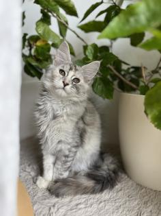 Maine Coon Kitten black silver torbie und red silver sehr hell mit Stammbaum