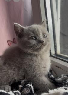 Britisch kurzhaar Katzen