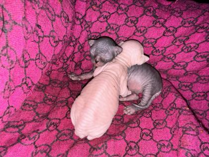 Sphynx Kitten mit Stammbaum vom Züchter RESERVIERUNG