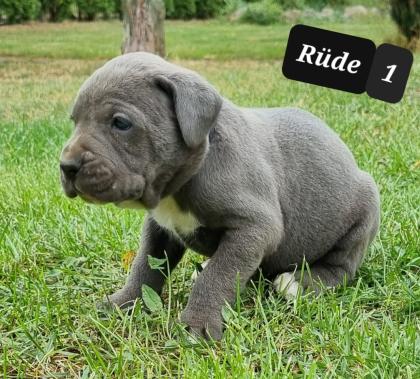 Cane Corso Welpen Reinrassig