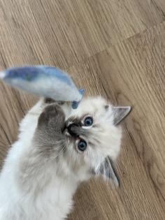 5 super süße Neva Masquarade Babys