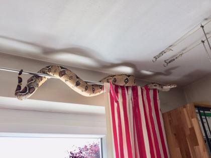 Boa constrictor weiblich abzugeben