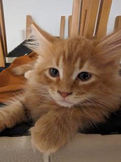 Wundervolle Maine Coon Kitten