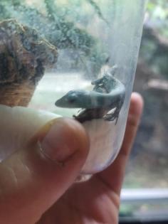 Gastropholis Prasina 0. 0. 3 grüne Baumeidechse