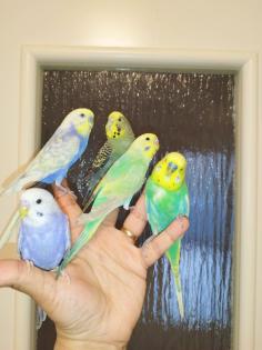 5 super zahm Wellensittiche handzahm Rainbow Vögel Wellis