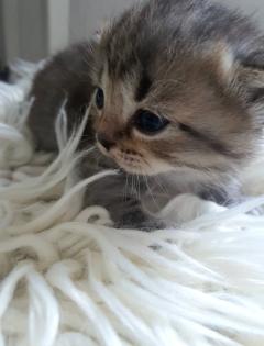 Süsse reinrassige Bkh Kitten