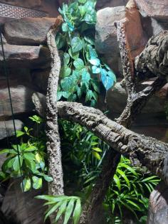 Terrarium und Varanus prasinus männchen