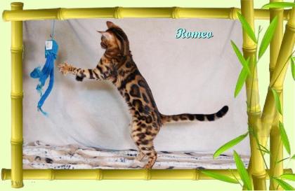 Exklusiver und pfiffiger Bengal Kater, Donat Rosetten, Eyecatcher, unkastriert