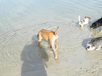 Hundeschule Mensch Hund im Einklang