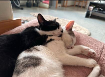 Zwei Geschwister Katzen zu vermitteln