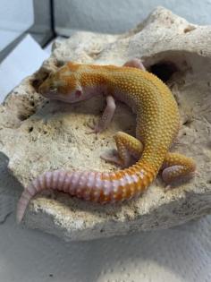 Leopardgecko Wy pastel Fire