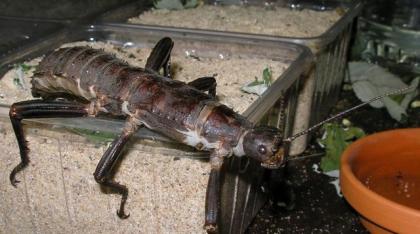 Panzerschrecke, Eurycantha calcarata