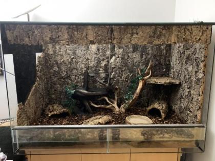 Terrarium mit 2 männlichen adulten Kornnattern zu VERSCHENKEN