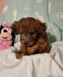 Miniature Aussiedoodle Welpen