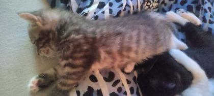 BKH Ragdoll Mix Kitten