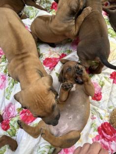 Rhodesian Ridgeback Welpen mit Papieren