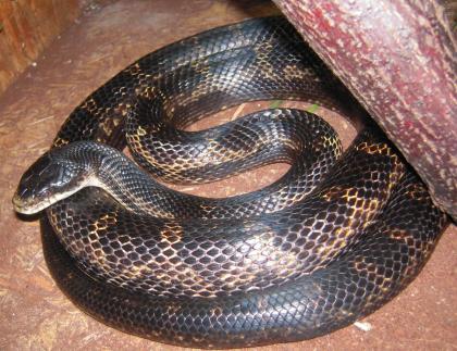 Biete 1. 1 Erdnattern Pantherophis obsoletus
