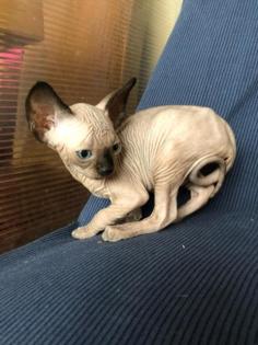 Sphynx Kätzchen
