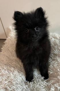 Pomeranian Zwergspitz Welpen