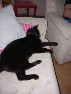 3 katzen suchen ein neues Zuhause
