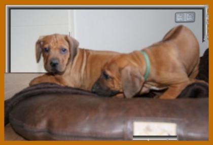 Gesunde Rhodesian Ridgeback Welpen mit Papieren