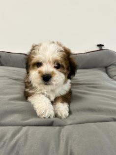 Maltipoo F1b Welpen