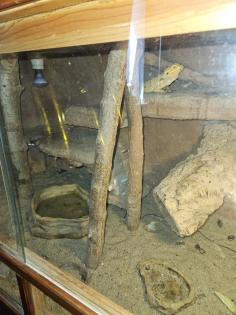 Zwei weibliche Bartagamen inkl Terrarium