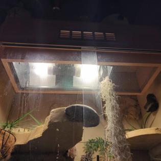 Panorama Terrarium inkl Python Pastel Lesser Männchen