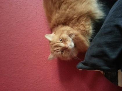 Kater abzugeben