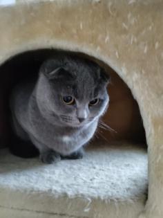 Junge Scottish Fold Katze