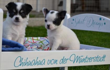 Wahnsinnig kuschelige Chihuahua-Welpen mit Stammbaum