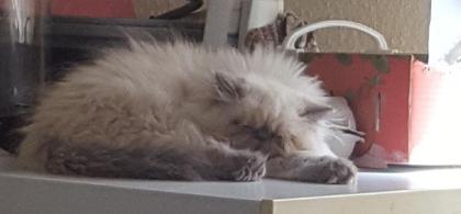 Perser, Jungtier, Kater, Colourpoint, blaue Augen