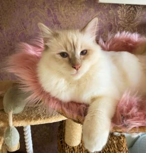 Birma Kitten mit Stammbaum inkl. 2 Impfungen blue lilac Point Tabby