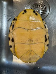 Wasserschildkröte Trachemys Scripta Scripta