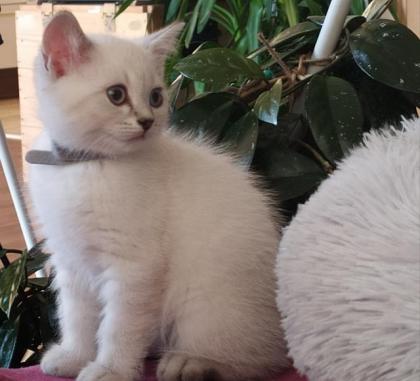 BKH Kitten