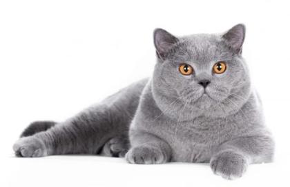 Britisch Kurzhaar Kater Blau TOP aus dem Zucht