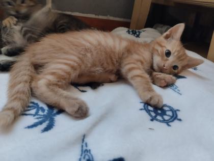 5 süße Kitten suchen ein liebevolles Zuhause