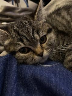 Zwei Kitten suchen ein tolles zuhause