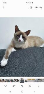 Katze Siam-Perser mix