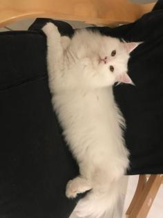 Maine Coon Kitten in Schneeweiß