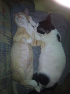 2 Süsse Katzenbaby abzugeben