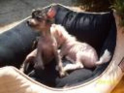 Chinese Crested Dog Nakthund Welpens kann Sie reservieren
