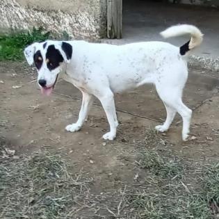 Filitsa sucht ein Zuhause